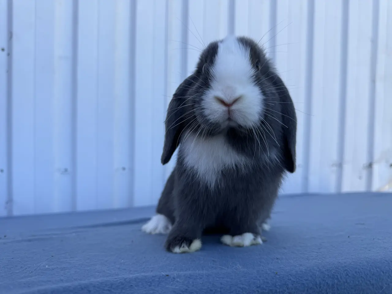 Billede 3 - Salgsklare Dværgvædder Hunkaniner 🐰