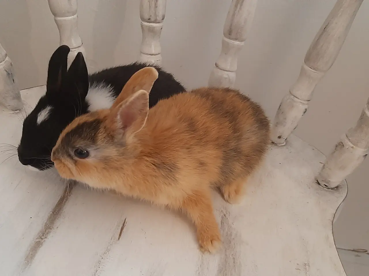 Billede 11 - (1200kr for 2)8 Unge kaniner🐰🐇 forskellige racer