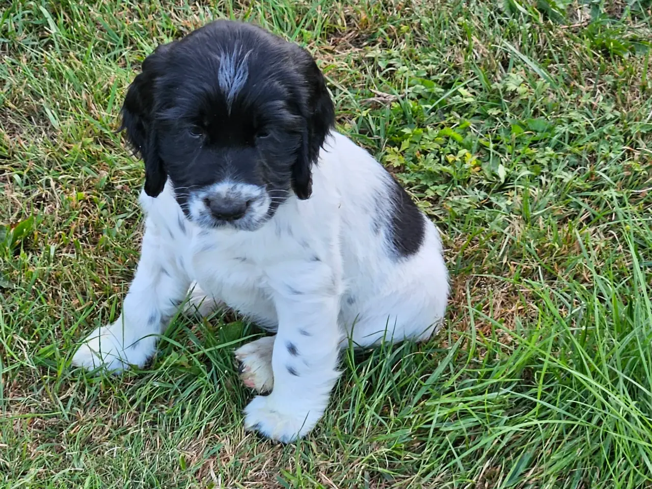 Billede 17 - Springer spaniel 8 uger