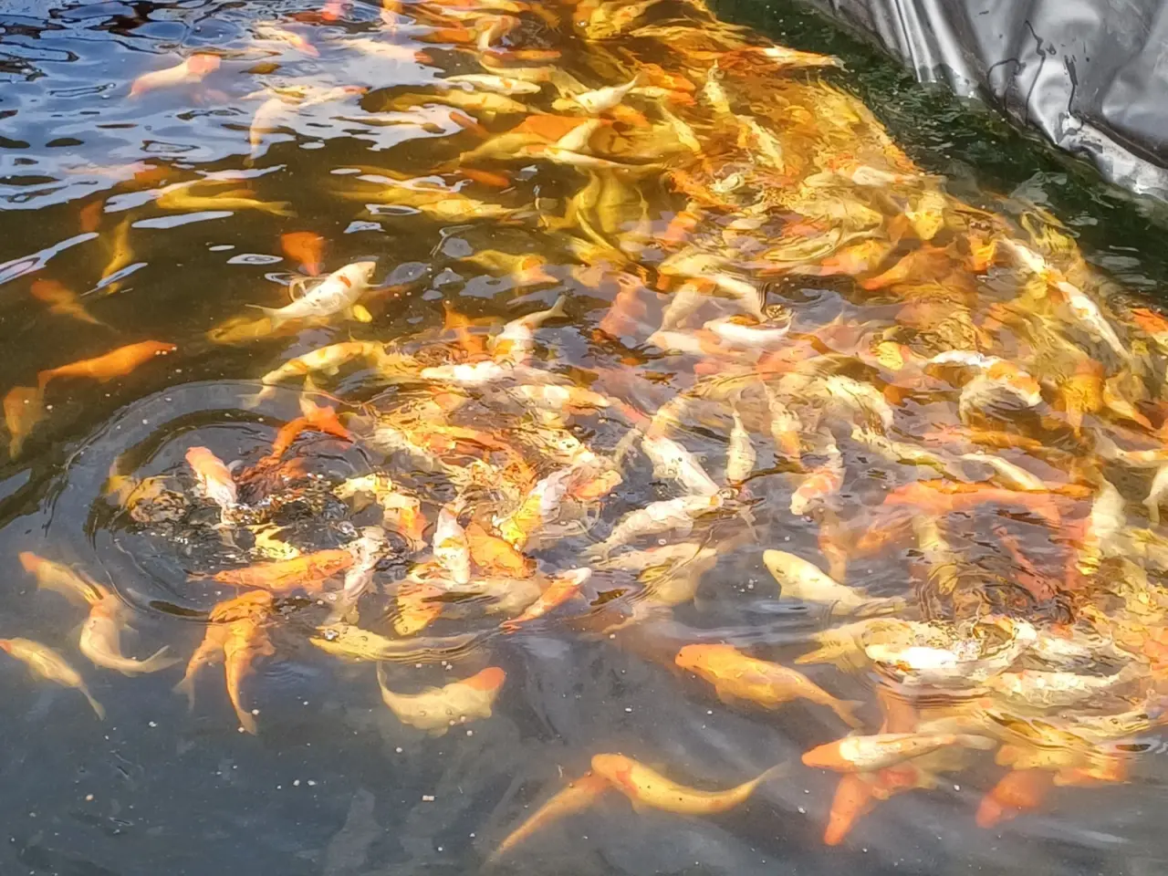 Billede 9 - Koi 20-24 cm