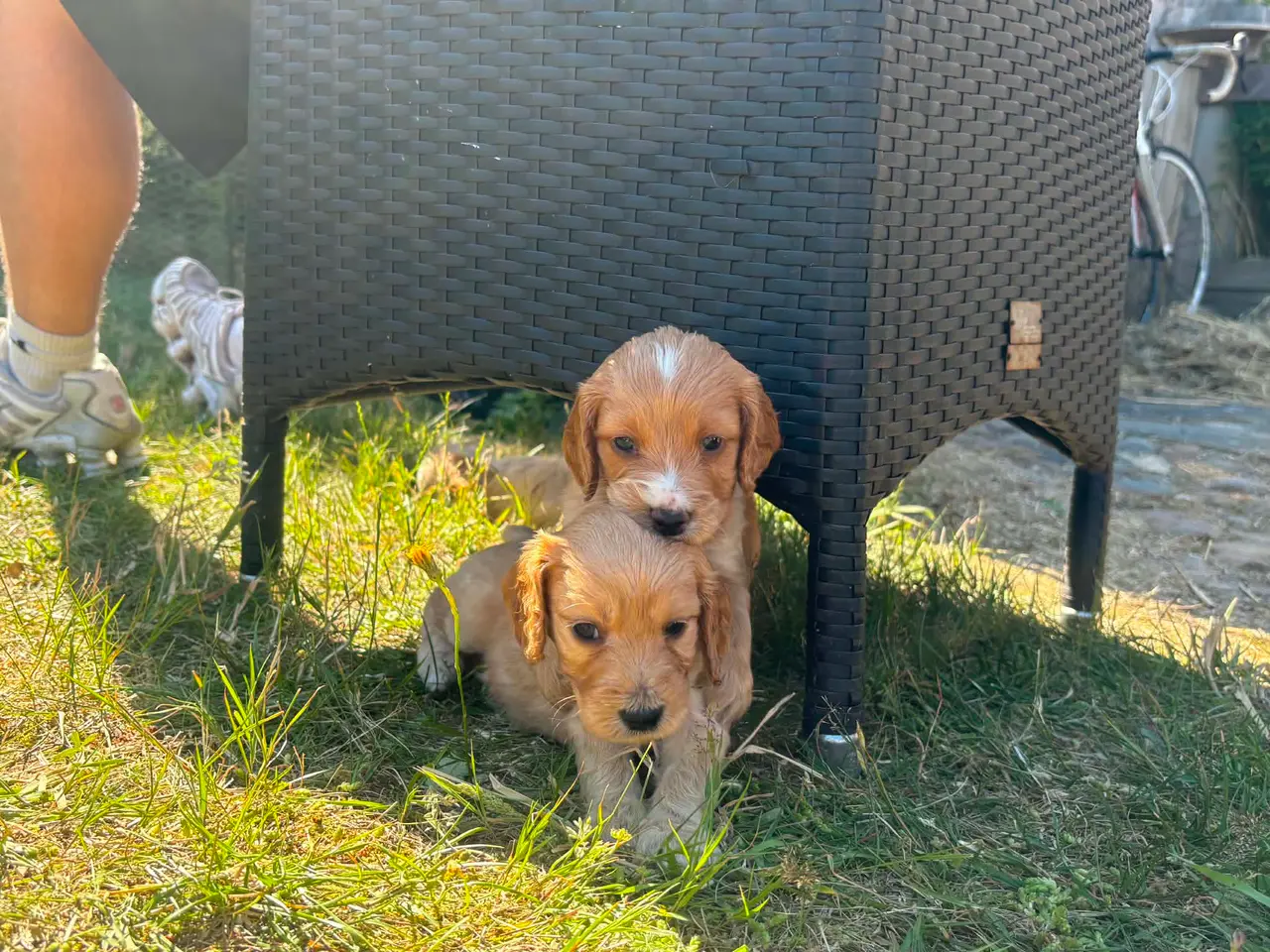Billede 6 - Cockapoo/cockerpoo hvalpe fra stueopdræt ❤️