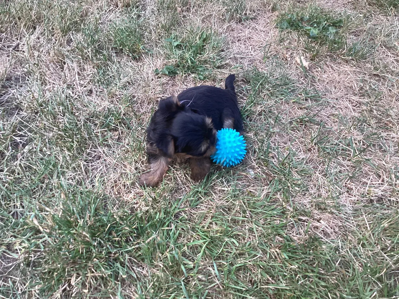 Billede 7 - Yorkshire terrier hvalpe