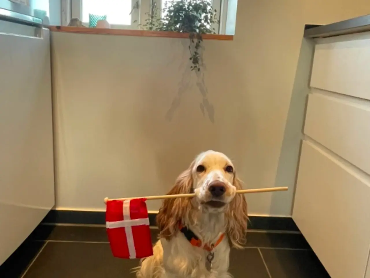Billede 1 - Verdens lækreste engelske Cocker Spaniel-hvalpe.