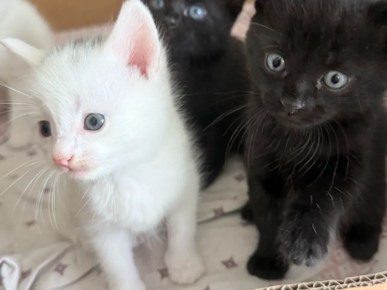 Billede 4 - Blandingskilinger ( 25% maincoon)
