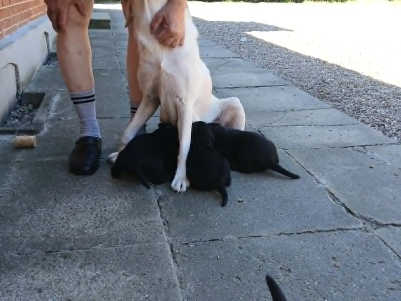 Billede 10 - Hvalpe Labrador Retriever