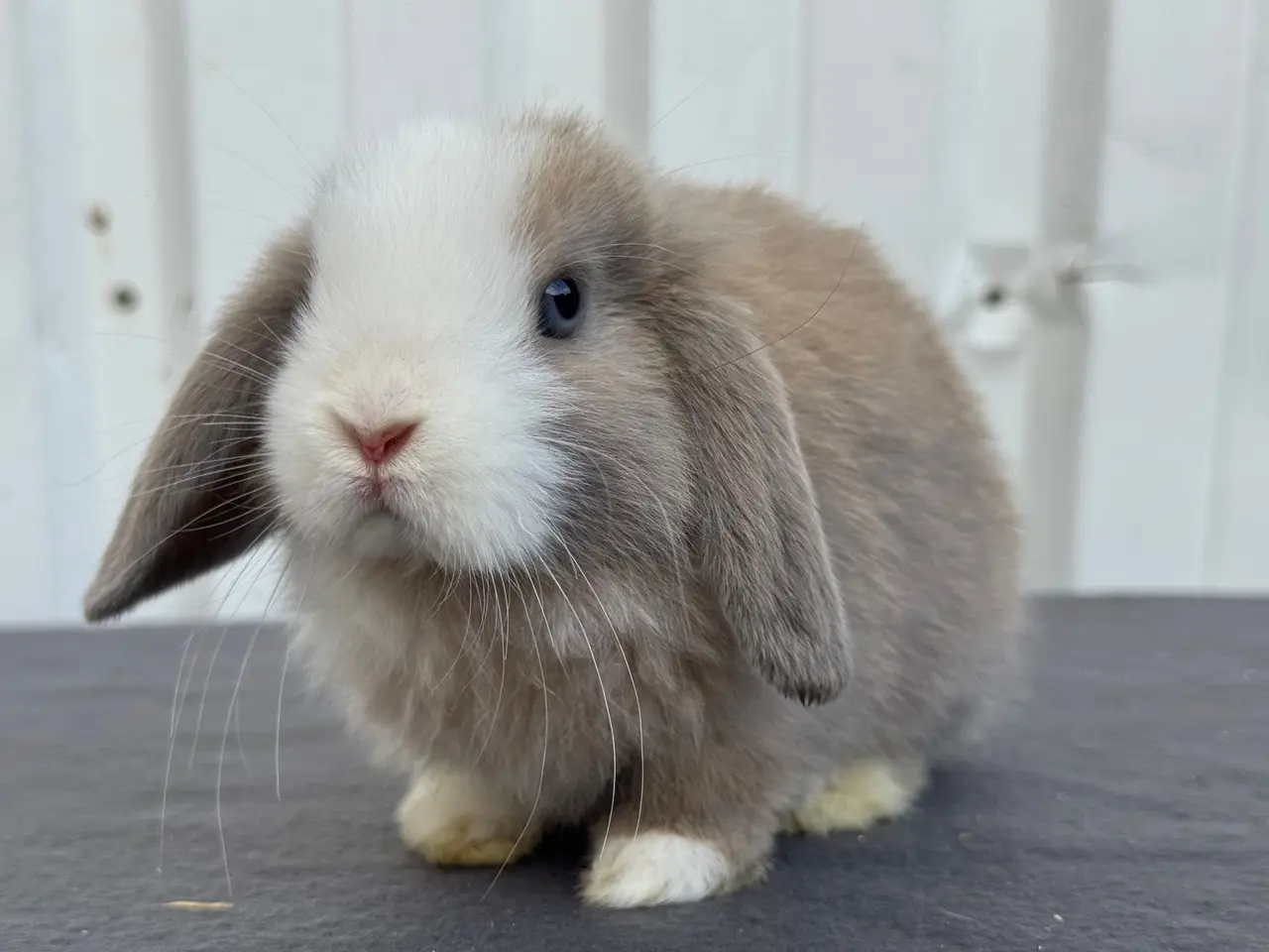 Billede 7 - Mini lop hankanin