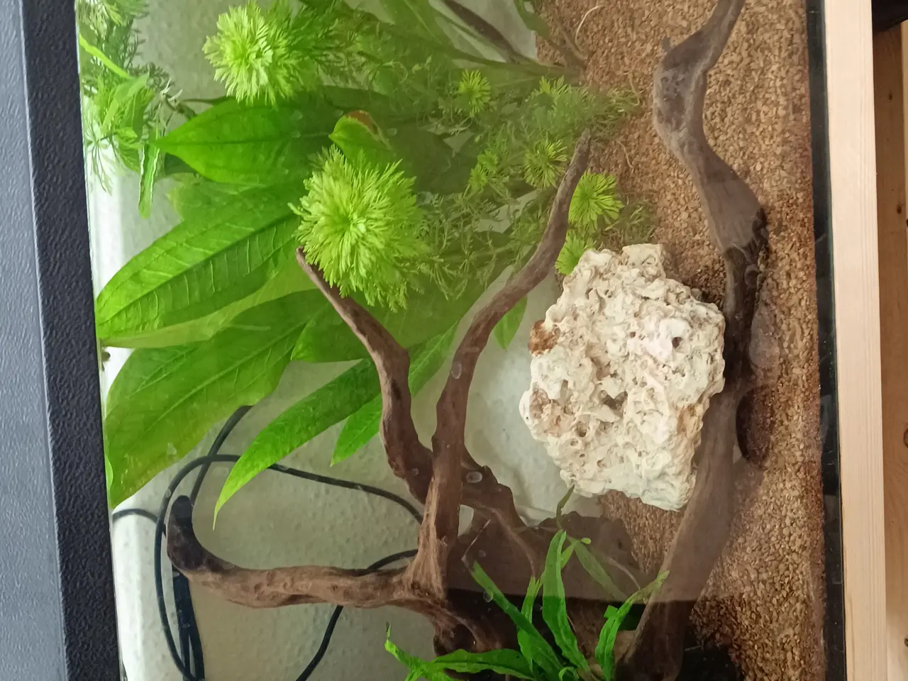 Billede 1 - 54L akvarie sælges