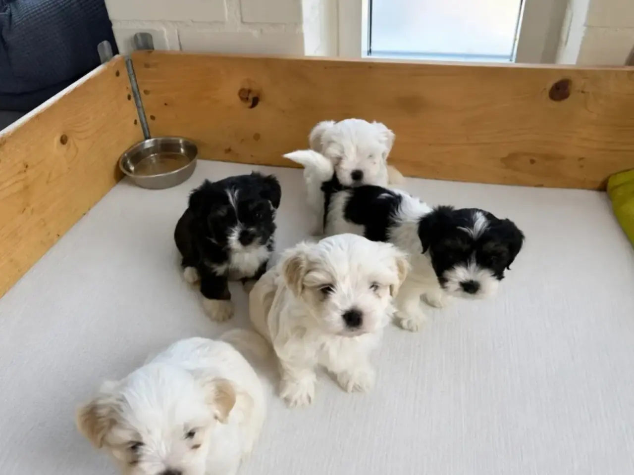 Billede 4 - Avl. Sød og flot Lhasa apso han til avl