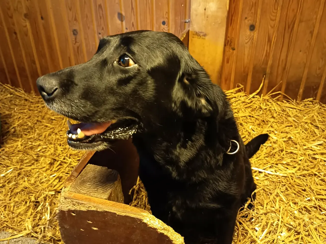 Billede 8 - Labrador hvalpe, sorte og gule.