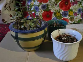 Urtepotter, urtepotteskjuler, pengetræ