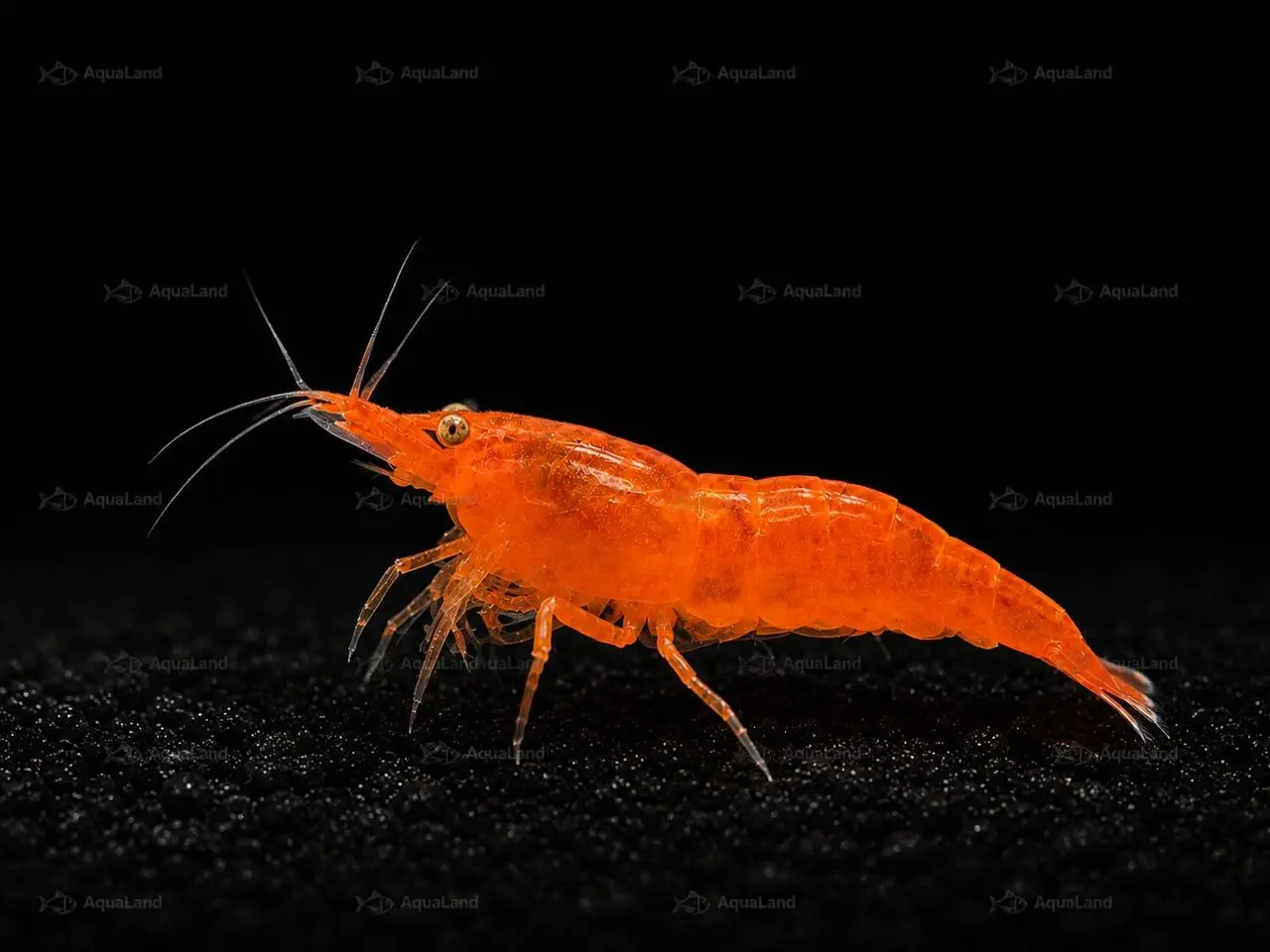 Billede 1 - 🧡 Orange Sakura Shrimp OE / Orange OE Neocaridina