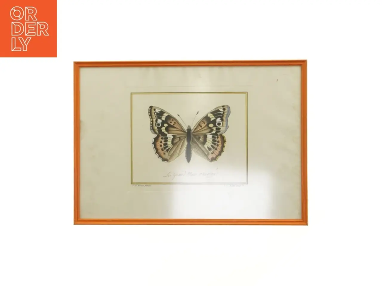 Billede 1 - Indrammet sommerfugleillustration (str. 41 x 29,5 cm)