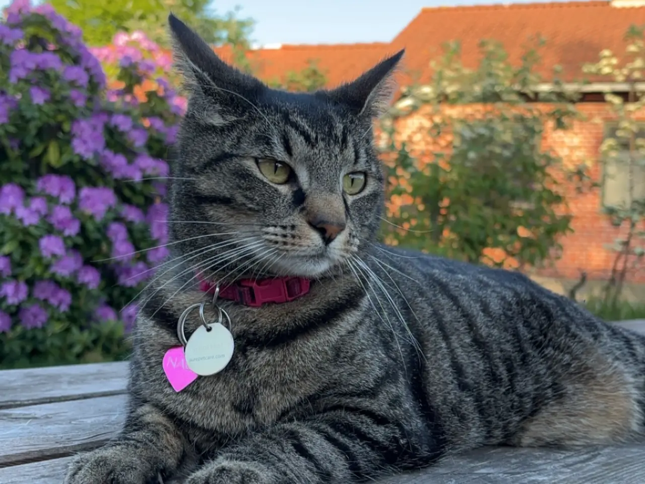 Billede 1 - Misser søger nyt hjem