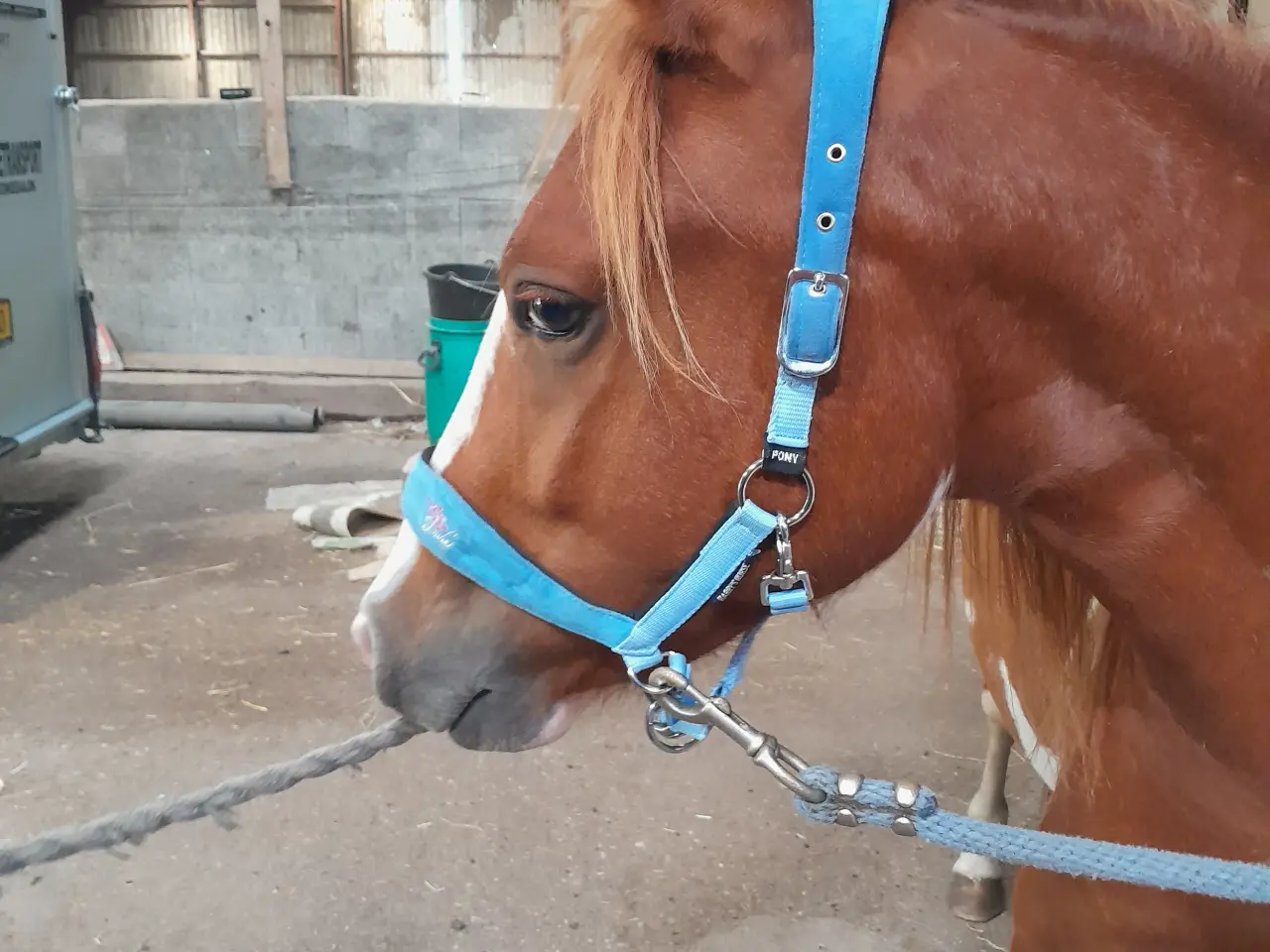 Billede 4 - Kat. 3 pony til både dressur, spring og kørelse