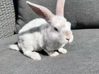 Miniloop