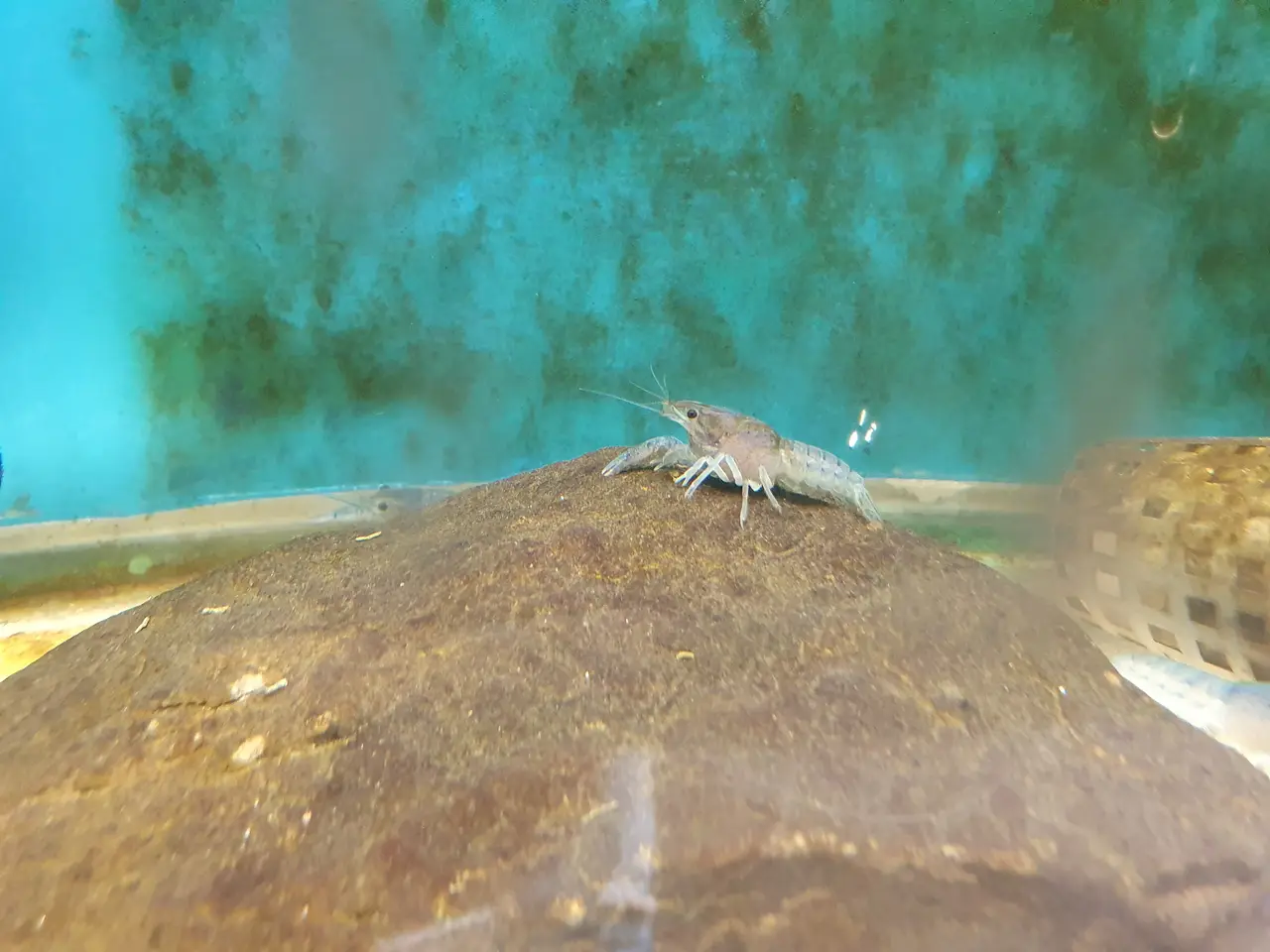 Billede 4 - 💙🦞 BLUE PEARL KREBS TIL SALG 🦞💙
