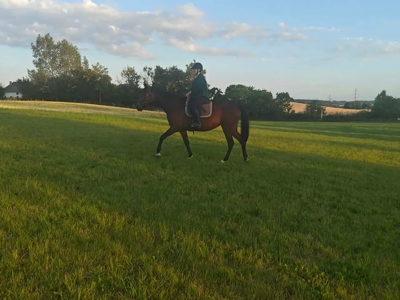 Billede 4 - Indy chancehest
