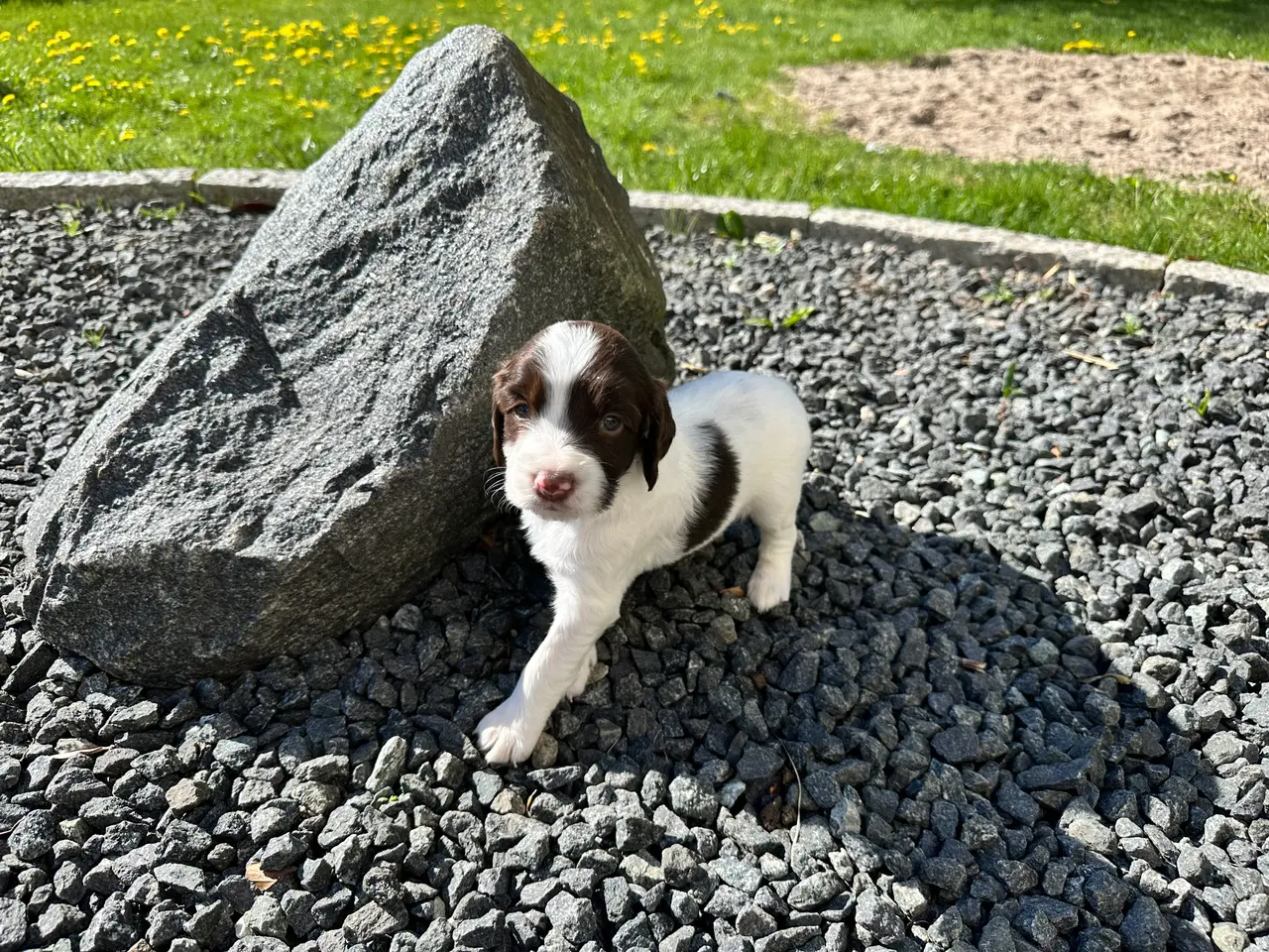 Billede 8 - Engelsk ft springer spaniels