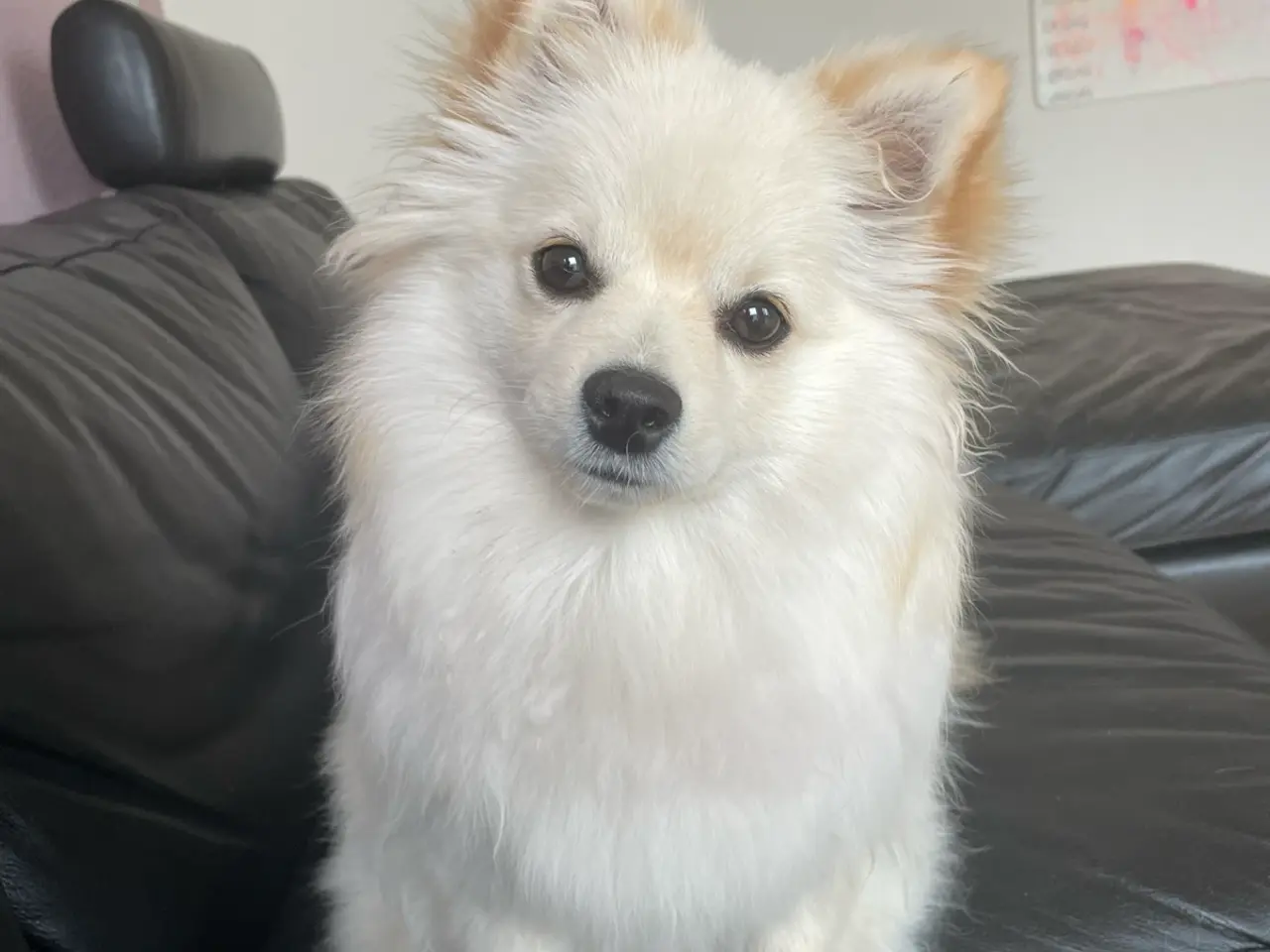 Billede 6 - Smuk Pomchi pige