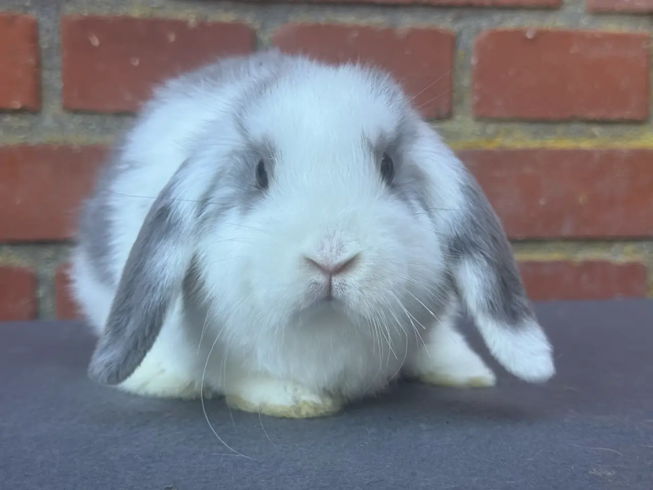 Billede 4 - Mini lop han kanin