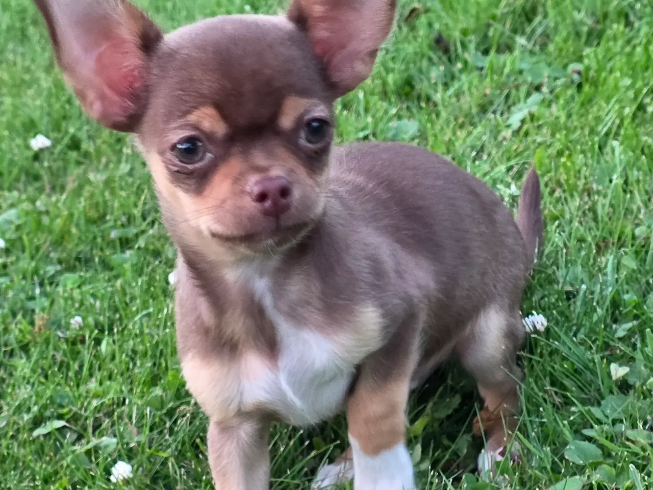 Billede 1 - Chihuahua hvalp