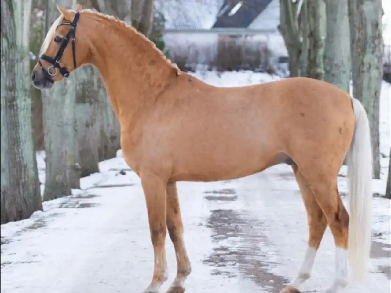 Billede 9 - Pony kat.3