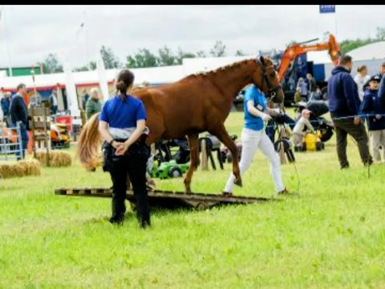 Billede 11 - Dansk Sports pony kat. 1
