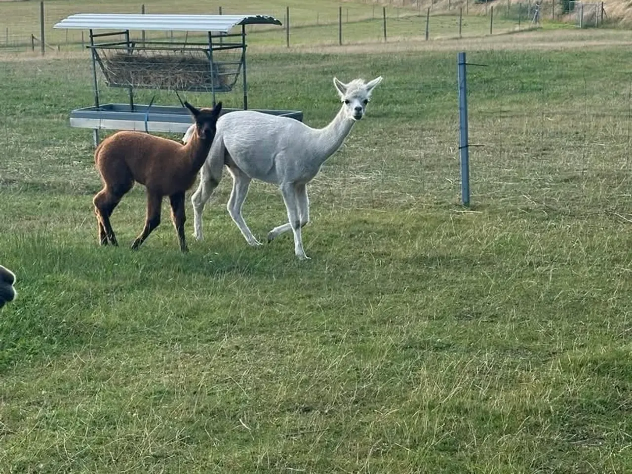 Billede 3 - Alpaca hopper 