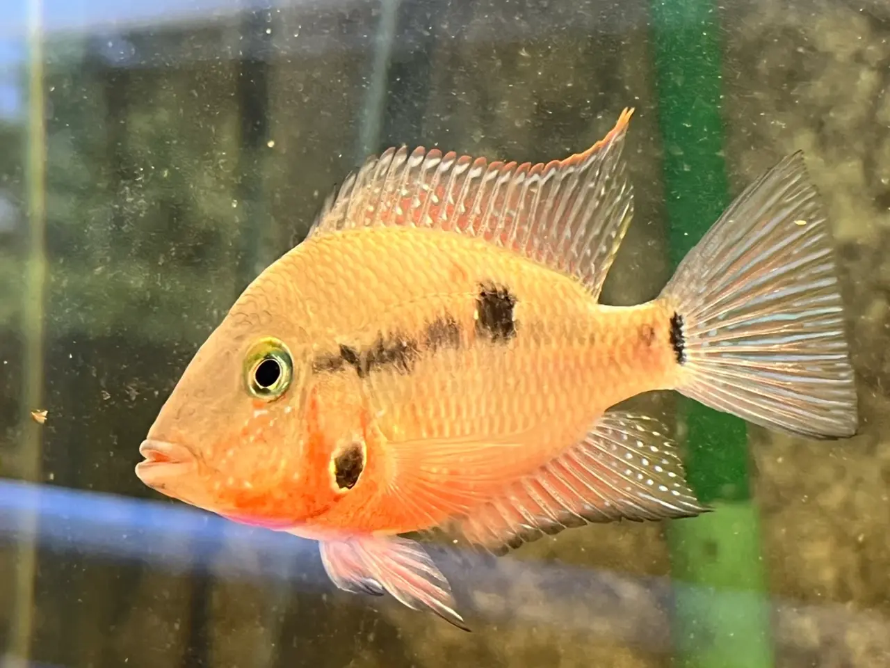 Billede 1 - Rødstrubet Cichlide / Firemouth Cichlid.