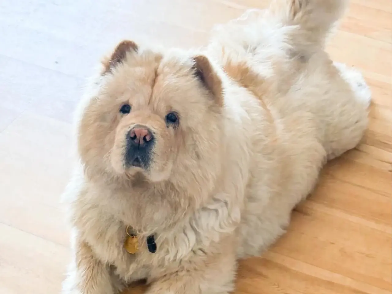 Billede 1 - Chow Chow hvalpe
