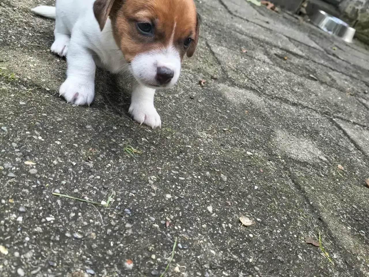 Billede 9 - Lækker Jack Russell Terrier hvalpe 