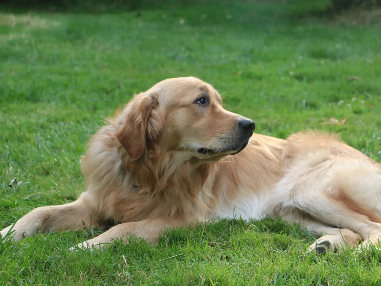 Billede 9 - Golden Retriever tilbydes til parring - Nyheder !