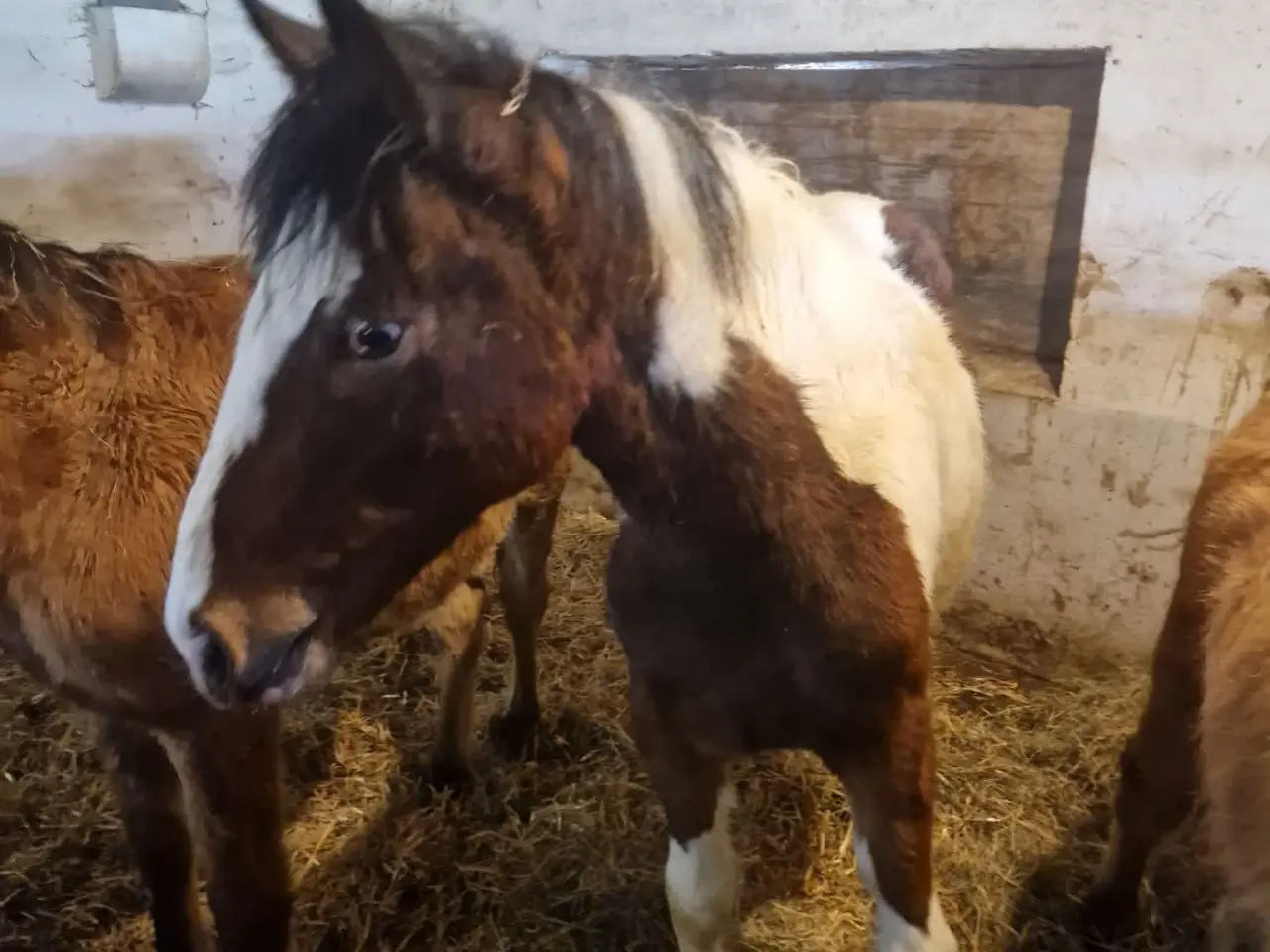 Billede 5 - Hoppe og hingsteplag sælges.