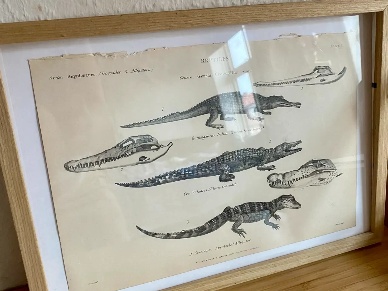 Billede 6 - Antik planche med krokodille og alligator 