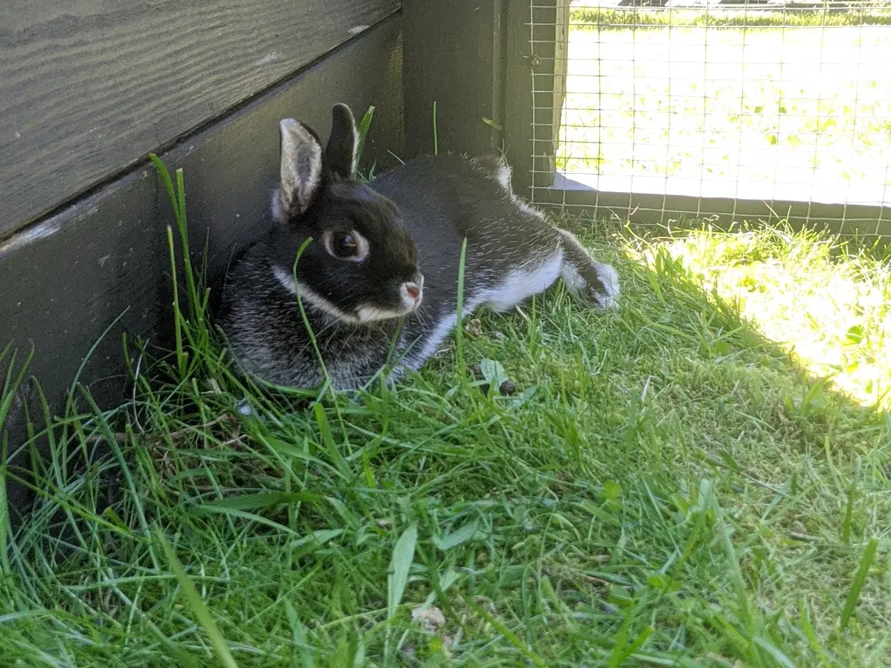 Billede 2 - Duplo søger hjem🐰🥕