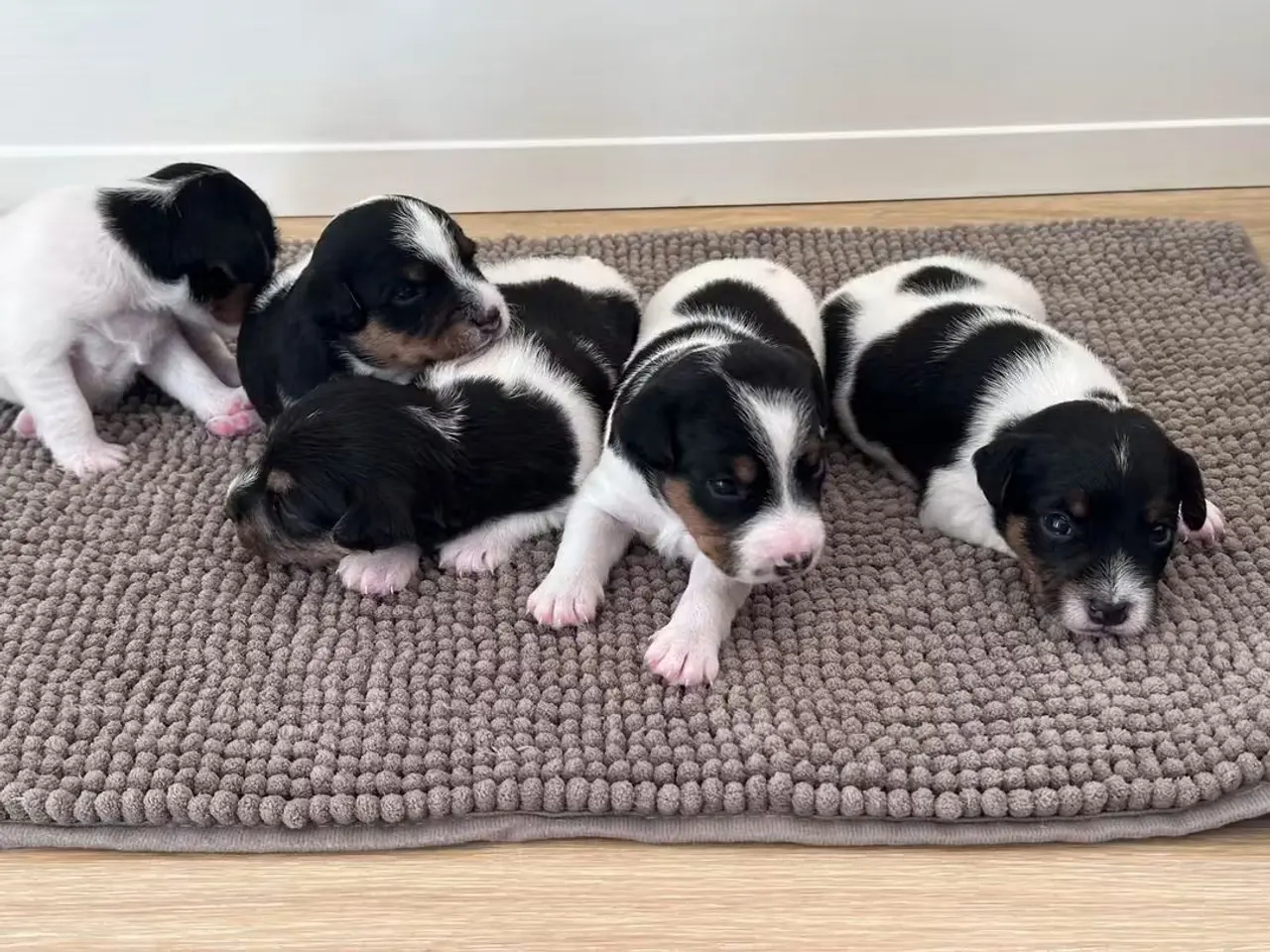 Billede 5 - Jack Russell Hvalpe sælges