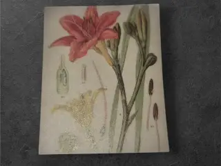 Elegant papirark med rød lilje og botanisk motiv F