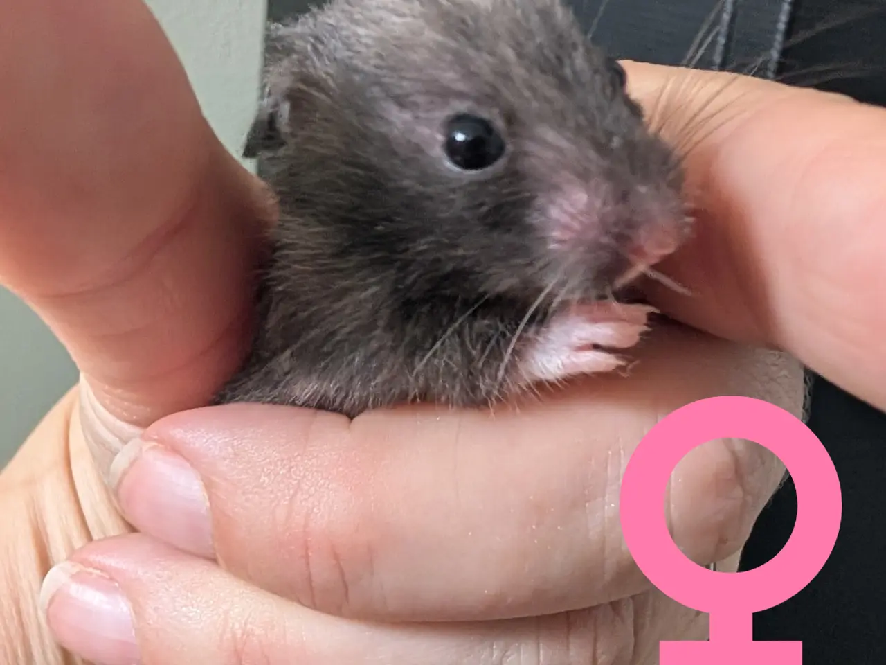 Billede 1 - Søde hamsterunger (flerfarvede)