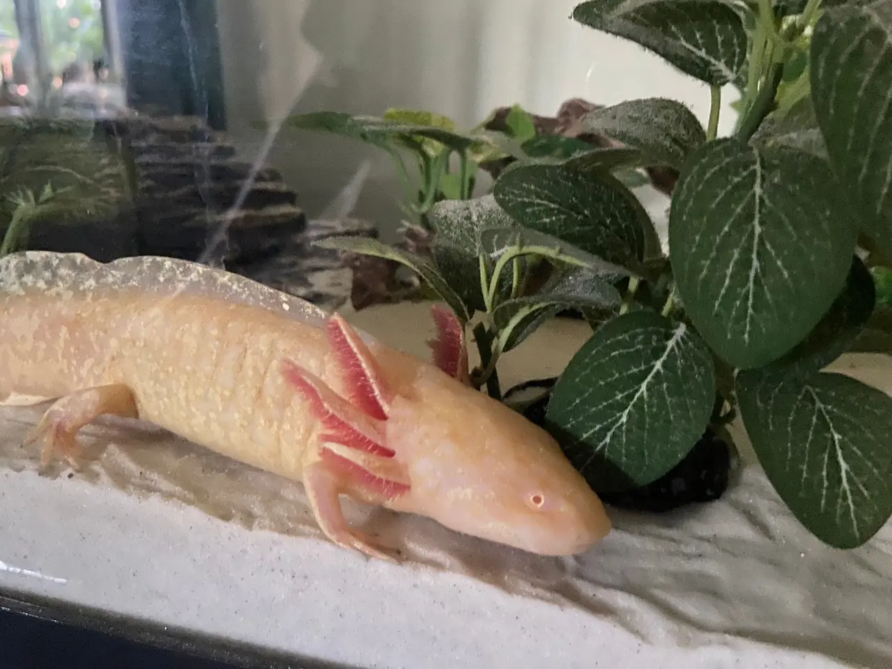 Billede 6 - Axolotl par inkl akvarie og alt