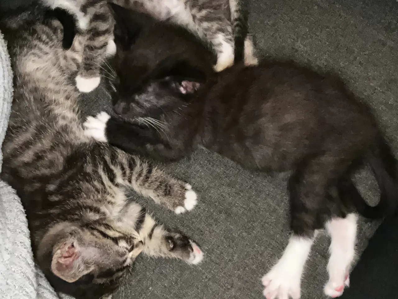Billede 3 - Søde katte killinger søger hjem❤️