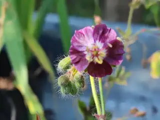 Geranium m små mørkerøde blomster