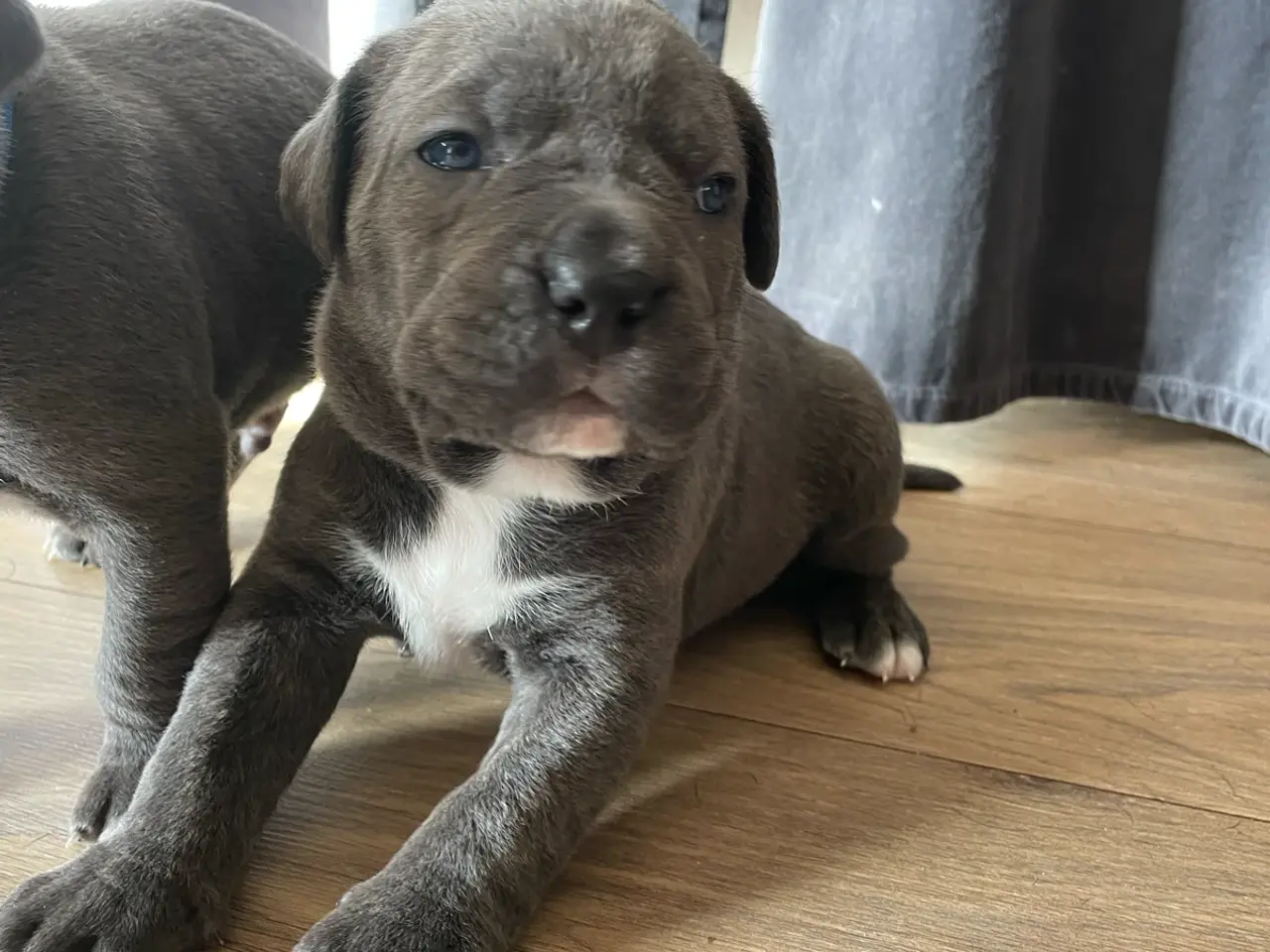 Billede 11 - Cane Corso/Presa Canario