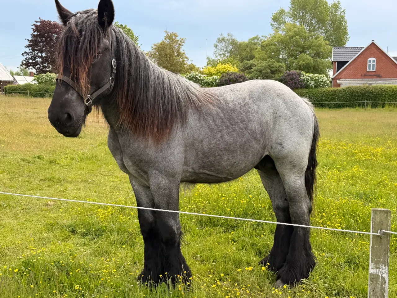 Billede 2 - Belgier hingsteplag