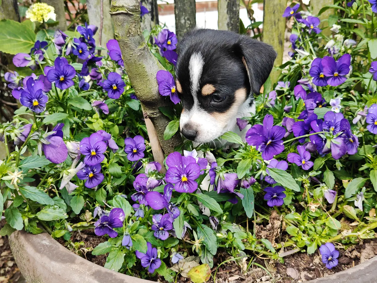 Billede 10 - Baby Rottehund