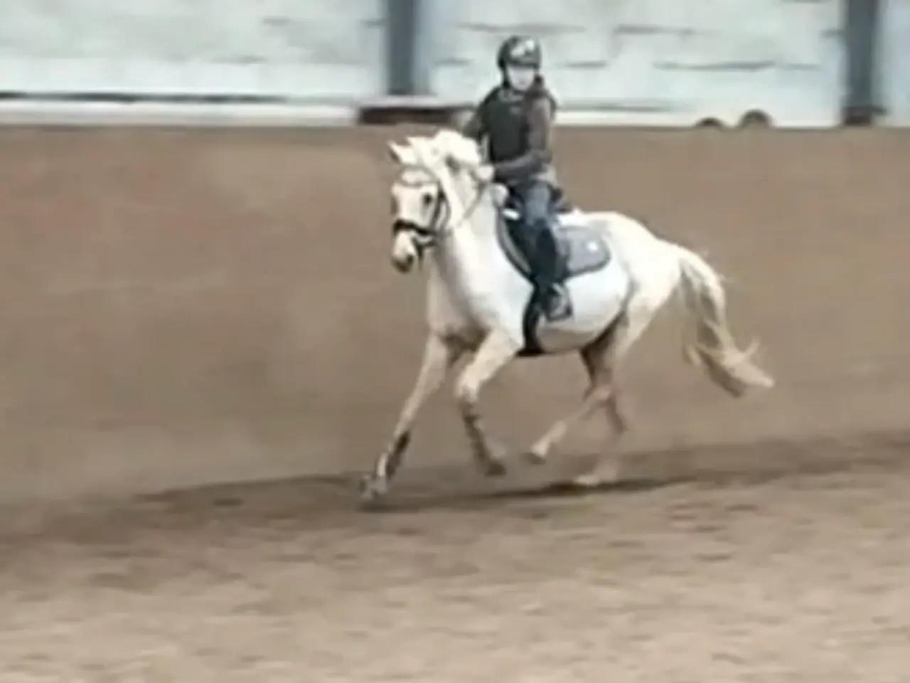 Billede 1 - Smuk palomino hoppe 5 år kat:2 pony