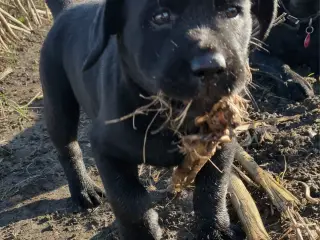 Labrador tævehvalp, 8 uger