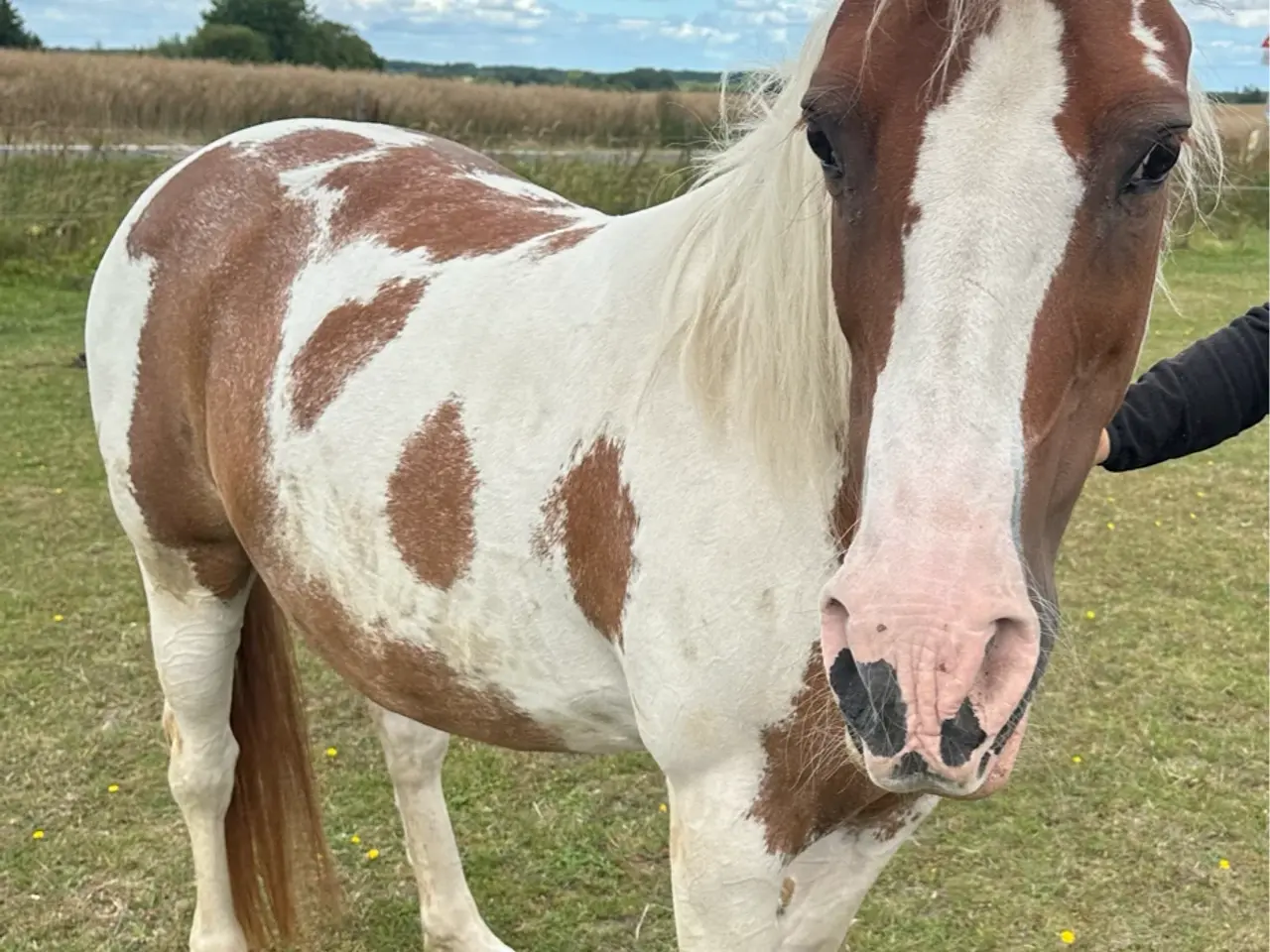Billede 14 - Smuk prinsesse pony sælges