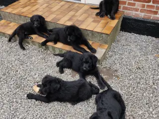 Shepadoodle hvalpe søger nye kærlige hjem - 4