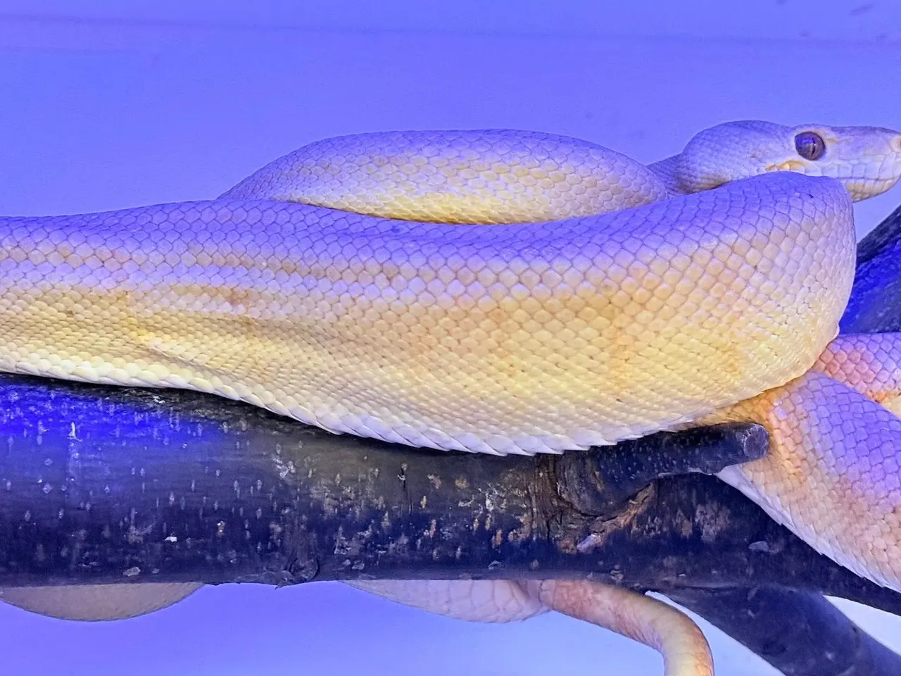 Billede 2 - Amazone træboa Corrallus Hortulanus Amazone