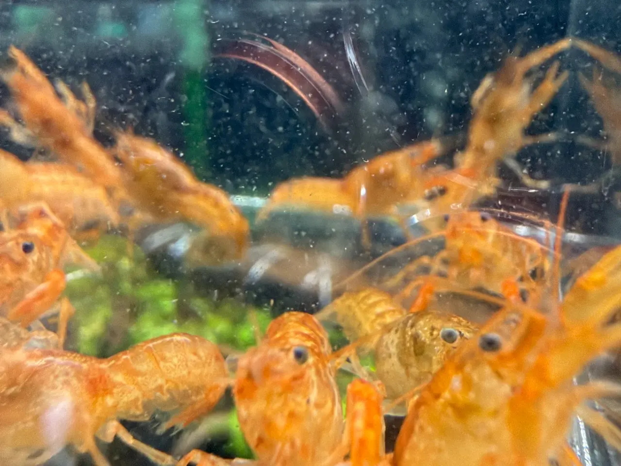 Billede 10 - 🦞 Flotte luksus orange CPO krebs🦞